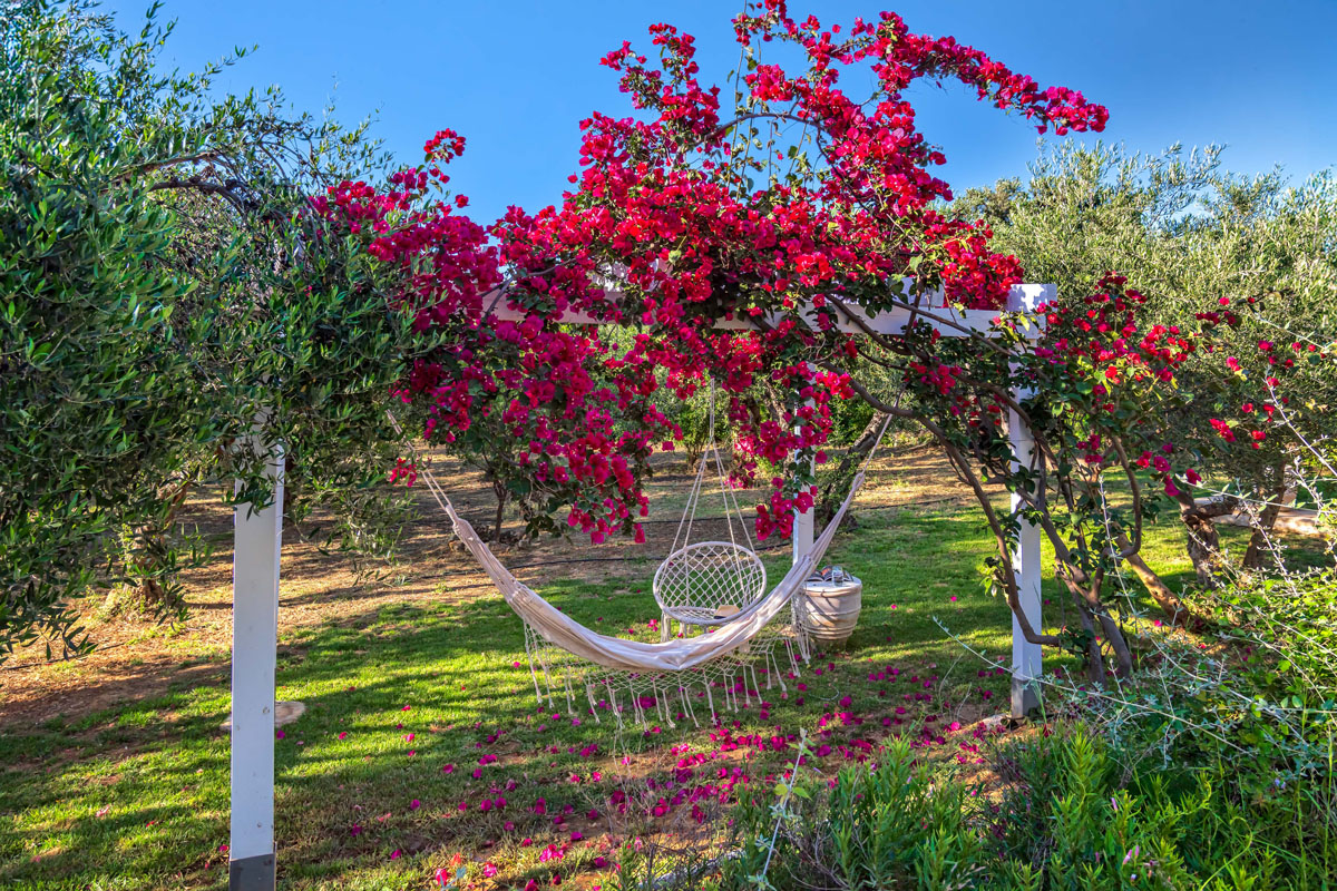 Faidras Olive Grove